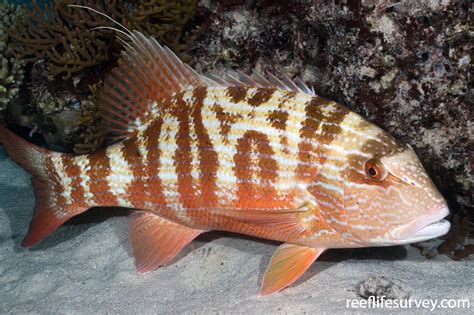 chinaman fish|Chinamanfish (Symphorus nematophorus) – Complete Care Guide.